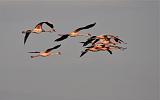 TANZANIA - Lake Natron Flamingos - 11